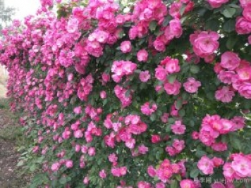 藤本月季一直不開花怎么辦？找準3個原因