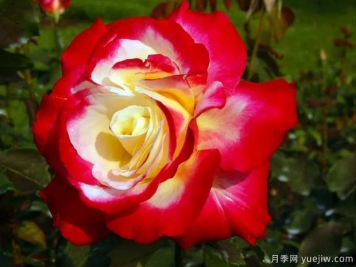 花大香濃艷麗，養(yǎng)月季就選紅雙喜