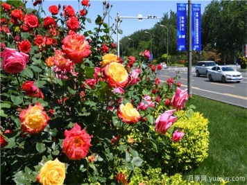 超厲害的園林植物設(shè)計(jì)集錦(收藏)
