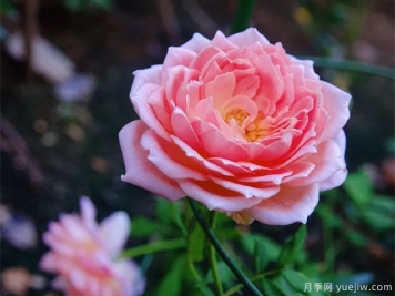 銀禧慶典月季復(fù)花超快，口碑極佳