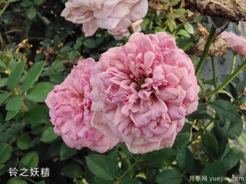 妖精系列月季，5個(gè)品種都優(yōu)秀