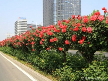 月季樹(shù)品種高貴典雅、花型花色多樣