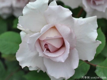 大地天使亞列爾月季的優(yōu)缺點(diǎn)是什么？