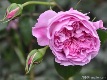 治療天使拉斐爾月季的優(yōu)缺點是什么？