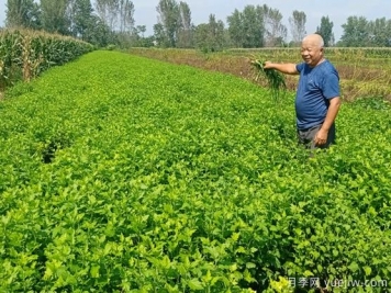 亳州菊花成為致富“軟黃金”