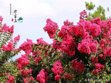 清遠(yuǎn)英德徐家莊生態(tài)旅游景區(qū) 紫薇花開(kāi)得正艷