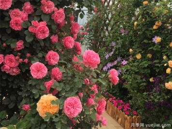 春季月季如何養(yǎng)護(hù)管理？