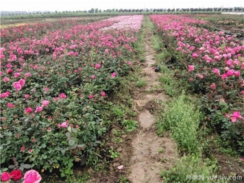 月季的定植方法是什么？
