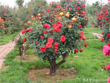 超百年的古樁月季，一樹花開多色，世上罕見