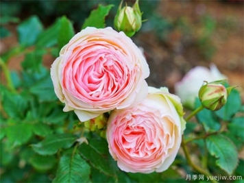 栽植月季苗 如何把根系培養(yǎng)好？