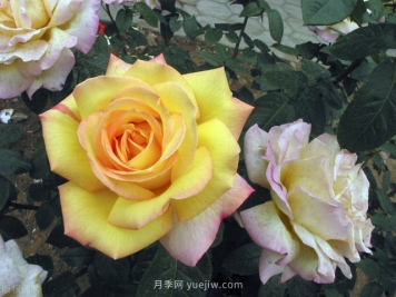 月季發(fā)生介殼蟲(chóng)危害的防治措施