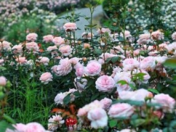 奧斯汀月季園，湖州一個國內頂級的月季花園