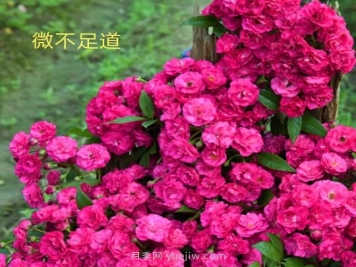 微不足道月季的優(yōu)缺點(diǎn)是什么？