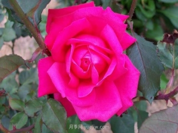 高級舞會月季的優(yōu)缺點是什么？