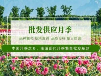未來(lái)十年最值得投資的月季苗木，具備這4大特點(diǎn)