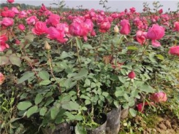 夏季草坪澆水容易萎蔫，如何做到科學(xué)澆灌？