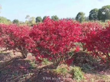 火焰衛(wèi)矛盆栽苗的修剪技巧和養(yǎng)護(hù)管理要點(diǎn)
