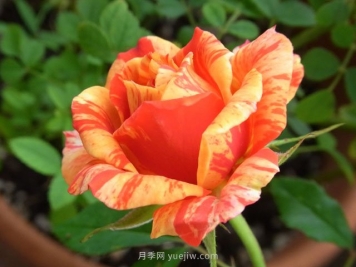 戲法柯德娜月季的優(yōu)缺點(diǎn)是什么？