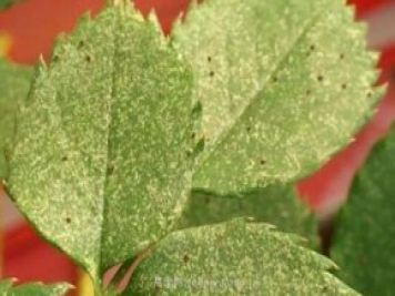 夏季高溫紅蜘蛛危害達(dá)到高峰，怎樣有效進(jìn)行防治？