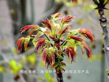 桐柏香椿樹應(yīng)該如何種植？