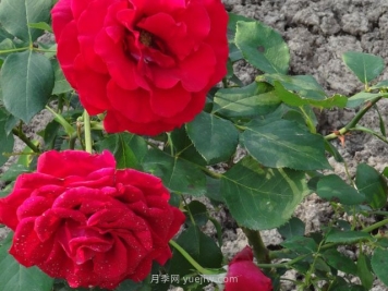 香魔84月季的優(yōu)缺點是什么？