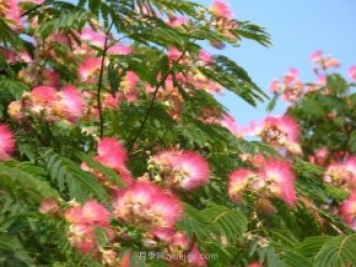 合歡樹是不是優(yōu)美易種的園林綠化樹種？