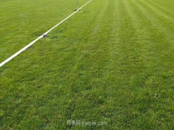 混播草坪的優(yōu)點(diǎn)缺點(diǎn)，每平方需要多少種子