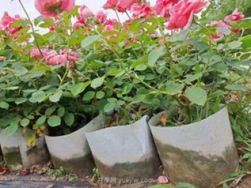 月季花海中的雜草怎樣清除？