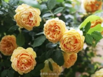 高溫天氣，該如何給月季植物保持水分？