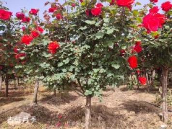 怎樣種植月季花？月季花種植具體步驟和注意事項(xiàng)