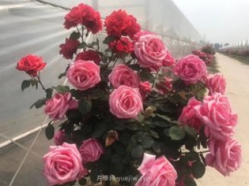 夏季月季大棚的降溫方法