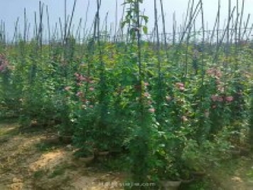 南陽藤本月季基地大量出售，品種花色多