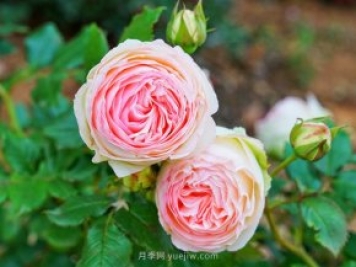 立秋后庭院花木養(yǎng)護(hù)該注意些什么？