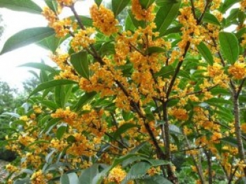 南陽桂花樹如何栽種養(yǎng)護