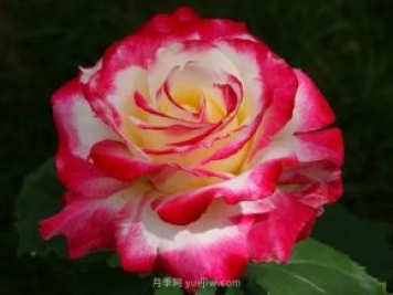3個(gè)技巧，讓月季更美麗更濃香