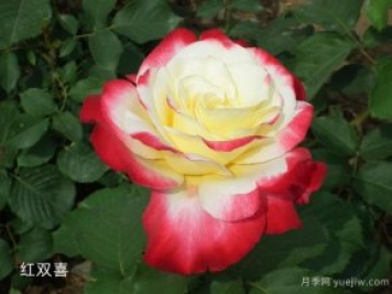 大花香水月季中的紅雙喜你知道嗎？有什么特點(diǎn)呢！