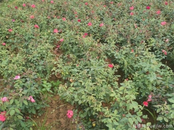 月季紅蜘蛛用什么藥？