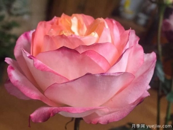 蘋果運氣月季的優(yōu)缺點是什么？