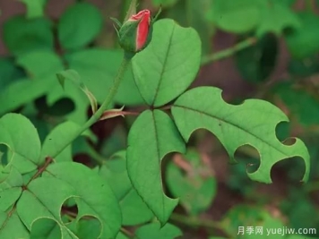3招驅(qū)趕切葉蜂，再也不會(huì)啃月季的葉片
