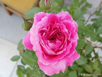 推薦8個高顏值月季品種，皮實(shí)抗性強(qiáng)的開花機(jī)器