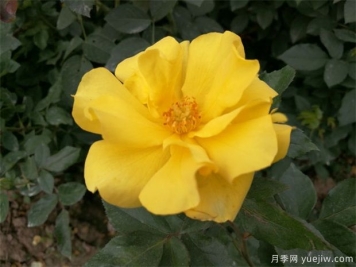 月季不愛(ài)生長(zhǎng)是什么原因？具體分析