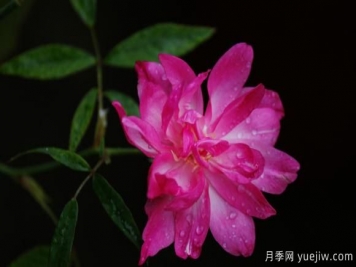 宮粉月季的優(yōu)缺點是什么？
