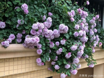 推薦3個適合新手栽種的多頭勤花月季