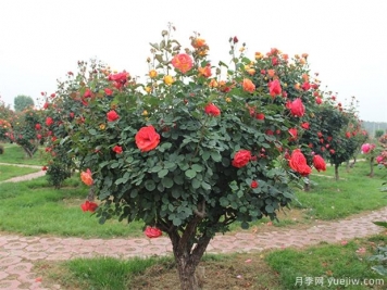 信陽多色樹狀月季的嫁接方法，來聽月季基地描述吧