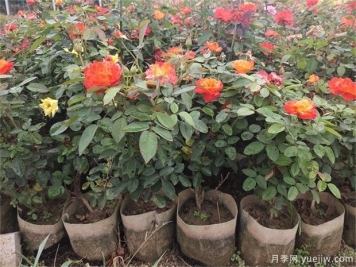 月季容器苗栽植養(yǎng)護(hù)要點