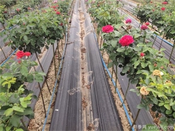 種植業(yè)是什么？國(guó)家扶持的種植業(yè)項(xiàng)目有哪些？