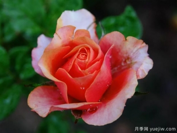 色彩艷麗斑斕的大花微月，永遠(yuǎn)的艾帕索