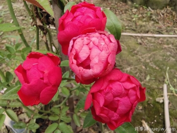 紅木香花可以種在家里嗎？