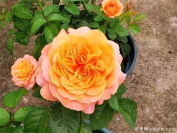 月季花上盆、翻盆與換盆方法
