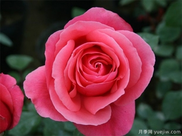 怎樣使南陽(yáng)盆栽月季連續(xù)開(kāi)花